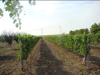 Çevreye Duyarlılık